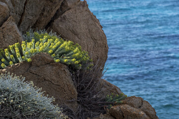 Euphorbia pithyusa subsp. cupanii