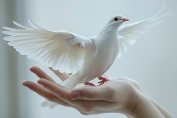 A beautiful white dove with outstretched wings, perched on a gentle hand. Symbol of peace and freedom.