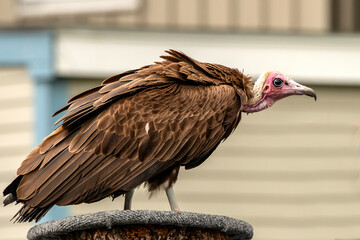 Vulture Perched
