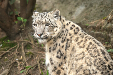 Snow Leopard Close up