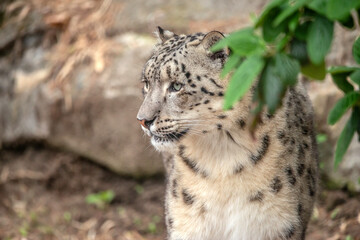 Naklejka premium A close up of a snow leapord