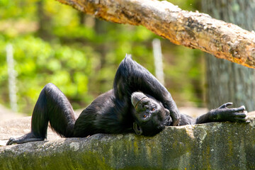 Chimpanzee being silly