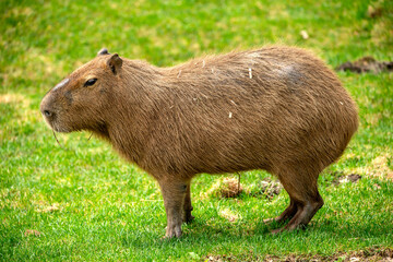 Capybara 