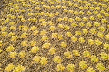 Aerial photography of rice fields being harvested and ready for harvest in Wuchang City