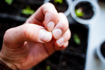 The individual is holding a tiny plant delicately with their fingers, their thumb gently supporting...