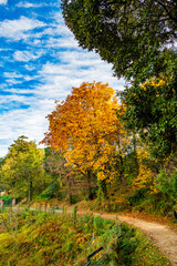 Colors of nature, Uttarakhand, India