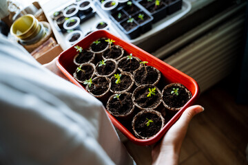A individual is grasping a crimson vessel brimming with petite plants, possibly berries or vegetables, which could be used as ingredients in a recipe for a natural foods cuisine