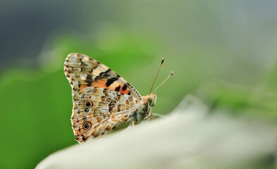 beautiful butterflies in nature