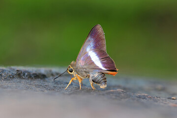 beautiful butterflies in nature