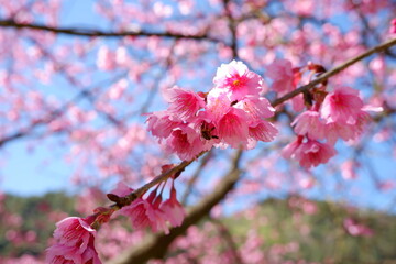 pink cherry blossom