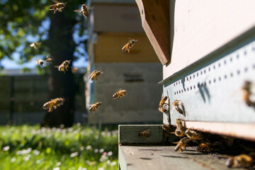 Vol d'abeilles butineuses rentrant &agrave; la ruche pleines de pollen et de nectar