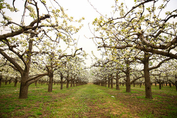 Fototapeta premium Blooming pear flower, very beautiful