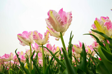 Fototapeta premium Spring blooming tulip field. Flowers tulips, Spring floral background.