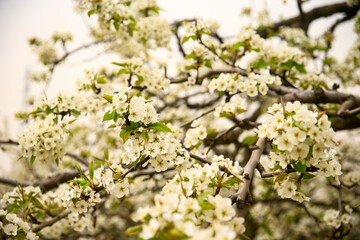 Blooming pear flower, very beautiful