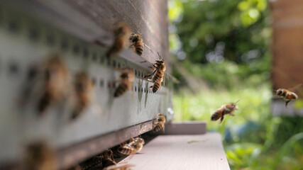Abeilles butineuses  &agrave; l'entr&eacute;e de la ruche