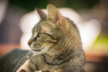 portrait of young domestic cat outdoors, looking curiously at its surroundings