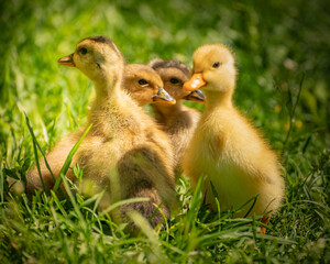 fluffy ducklings in the grass at sunset on a sunny spring day