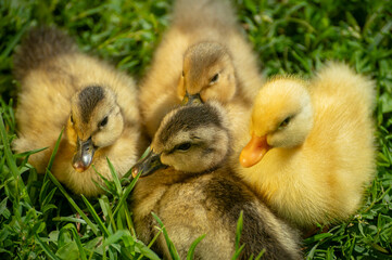 fluffy ducklings in the grass at sunset on a sunny spring day