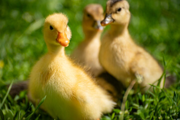 fluffy ducklings in the grass at sunset on a sunny spring day