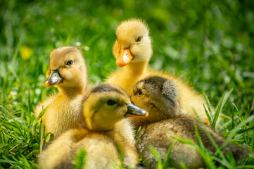 fluffy ducklings in the grass at sunset on a sunny spring day