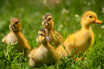fluffy ducklings in the grass at sunset on a sunny spring day