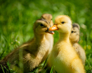 fluffy ducklings in the grass at sunset on a sunny spring day