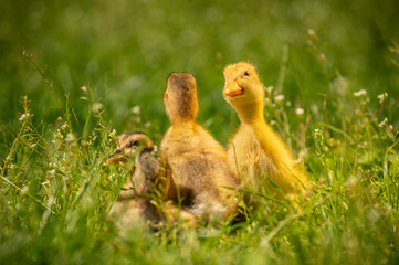 fluffy ducklings in the grass at sunset on a sunny spring day