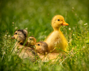 fluffy ducklings in the grass at sunset on a sunny spring day