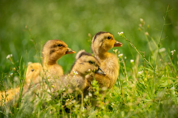 fluffy ducklings in the grass at sunset on a sunny spring day