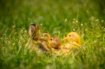 fluffy ducklings in the grass at sunset on a sunny spring day