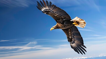 Obraz premium A majestic eagle soaring high in the clear blue sky, with its wings fully spread and sharp eyes focused below