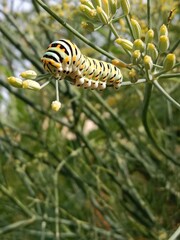 The huge Asian death's head hawkmoth caterpillar has a dim green body with black yellow and white dots .Develops into the Asia death's-head hawkmoth caterpillar