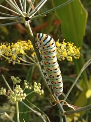 The huge Asian death's head hawkmoth caterpillar has a dim green body with black yellow and white dots .Develops into the Asia death's-head hawkmoth caterpillar