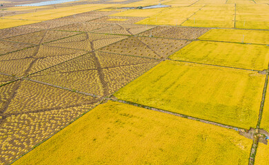 Aerial photography of rice fields being harvested and ready for harvest in Wuchang City