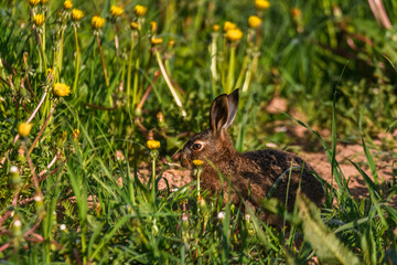 Selective focus photo. Young hare  eats grass and dandelion leafs.
