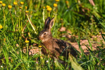Selective focus photo. Young hare  eats grass and dandelion leafs.