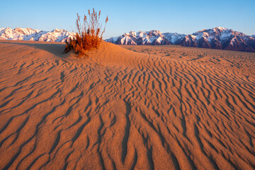 Ripples and small shrub of dry grass on the sand dune and snow-capped mountains on the background. ...