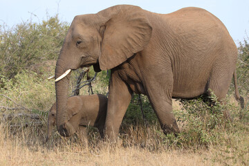 Obraz premium Afrikanischer Elefant / African elephant / Loxodonta africana