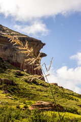 The flower of tufted grass, Panicum Maximum, with the sandstaone cliffs of the Mushroom Rock of...