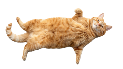 An orange fat cat is very cute