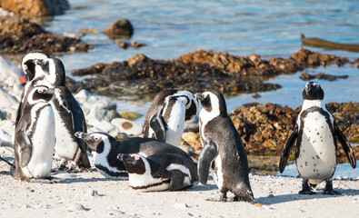 group of African, Cape or South African penguins (Spheniscus demersus) close up on the beach at...