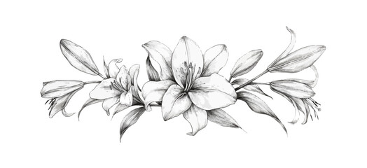 Lily flower sketch hand drawn in doodle style. vector simple illustration