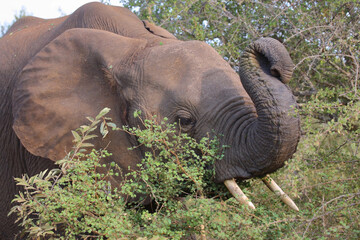 Afrikanischer Elefant / African elephant / Loxodonta africana