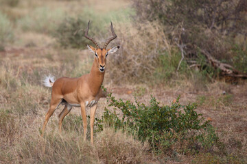 Schwarzfersenantilope / Impala / Aepyceros melampus