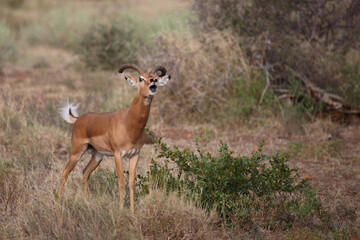 Schwarzfersenantilope / Impala / Aepyceros melampus