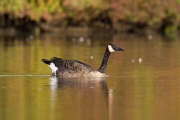 Kanadagans schwimmt seitlich bei schönem Licht auf See