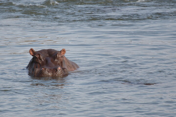 Flußpferd / Hippopotamus / Hippopotamus amphibius