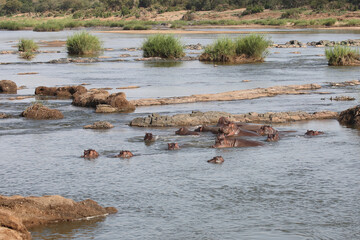 Flußpferd / Hippopotamus / Hippopotamus amphibius