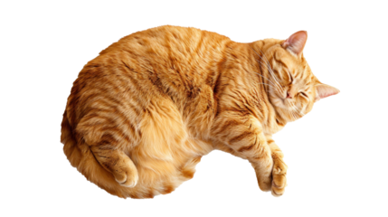 An orange fat cat is very cute