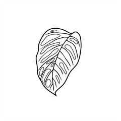 line art illustration of a monstera obliqua leaf. as an icon. coloring page. or logos
